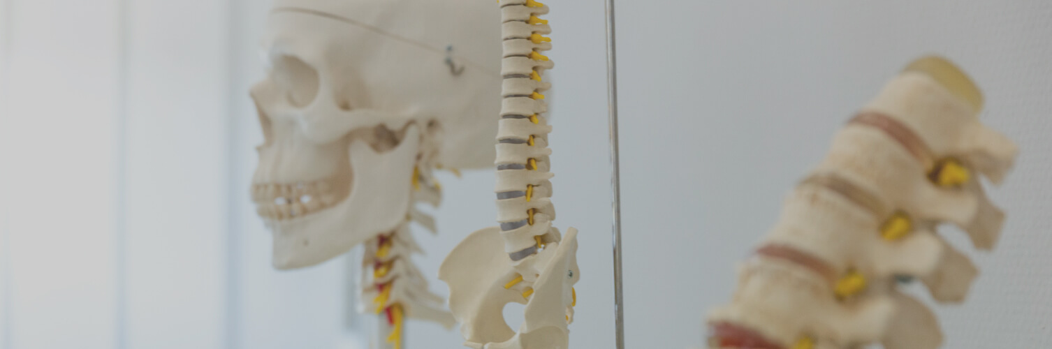 Skelett beim Orthopäden in Freiburg